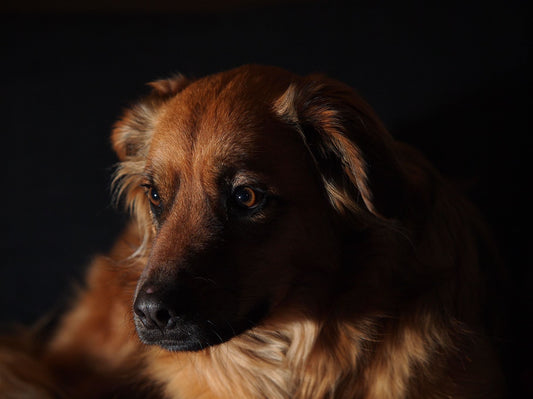Understanding Flash Photography - The Basics