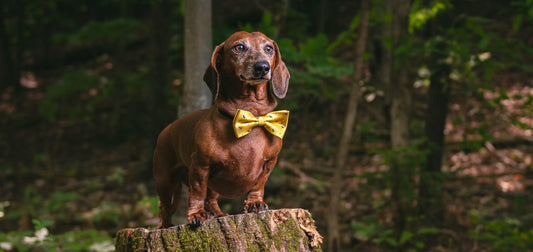 Photographing Pets