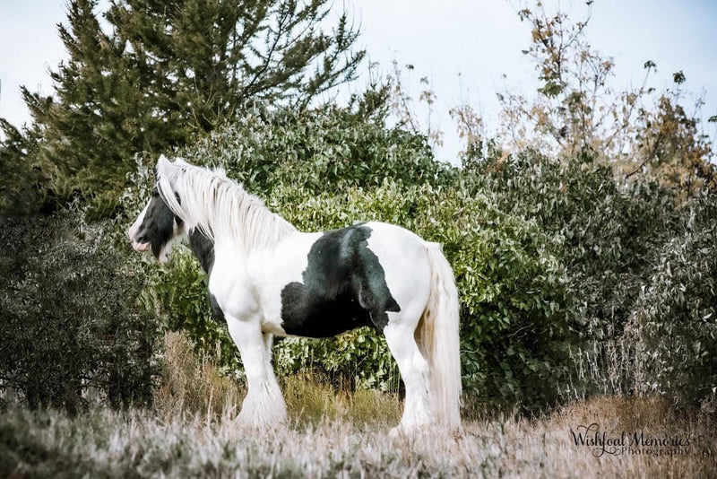 A white and brown horse in a sunlit meadow