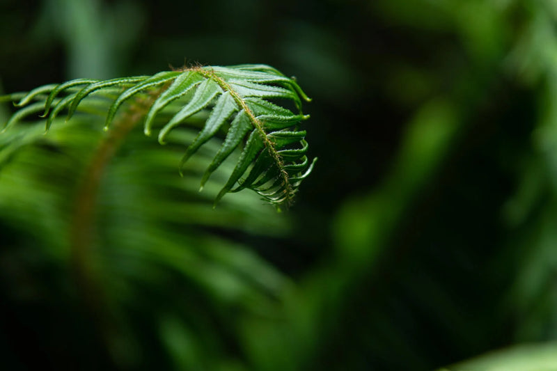 Soft light catching a green fern against a blurred background