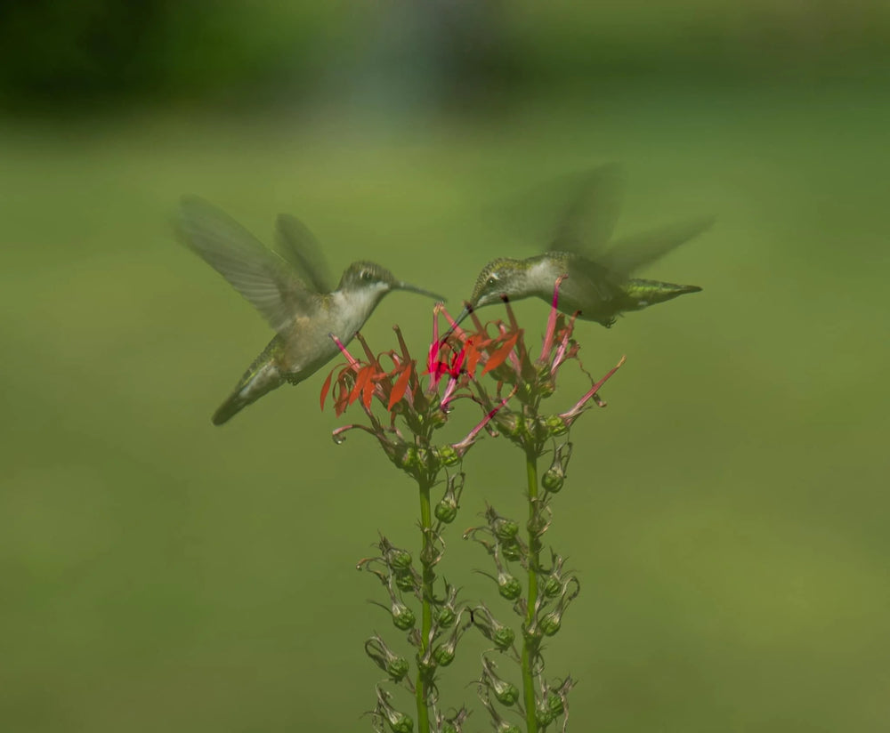 Image by Lynne Sutton