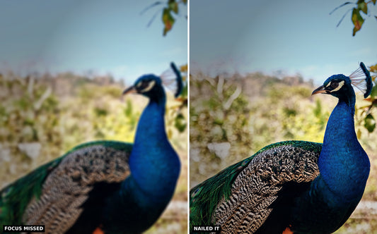 Why Are My Photos Blurry? (And How to Fix It)