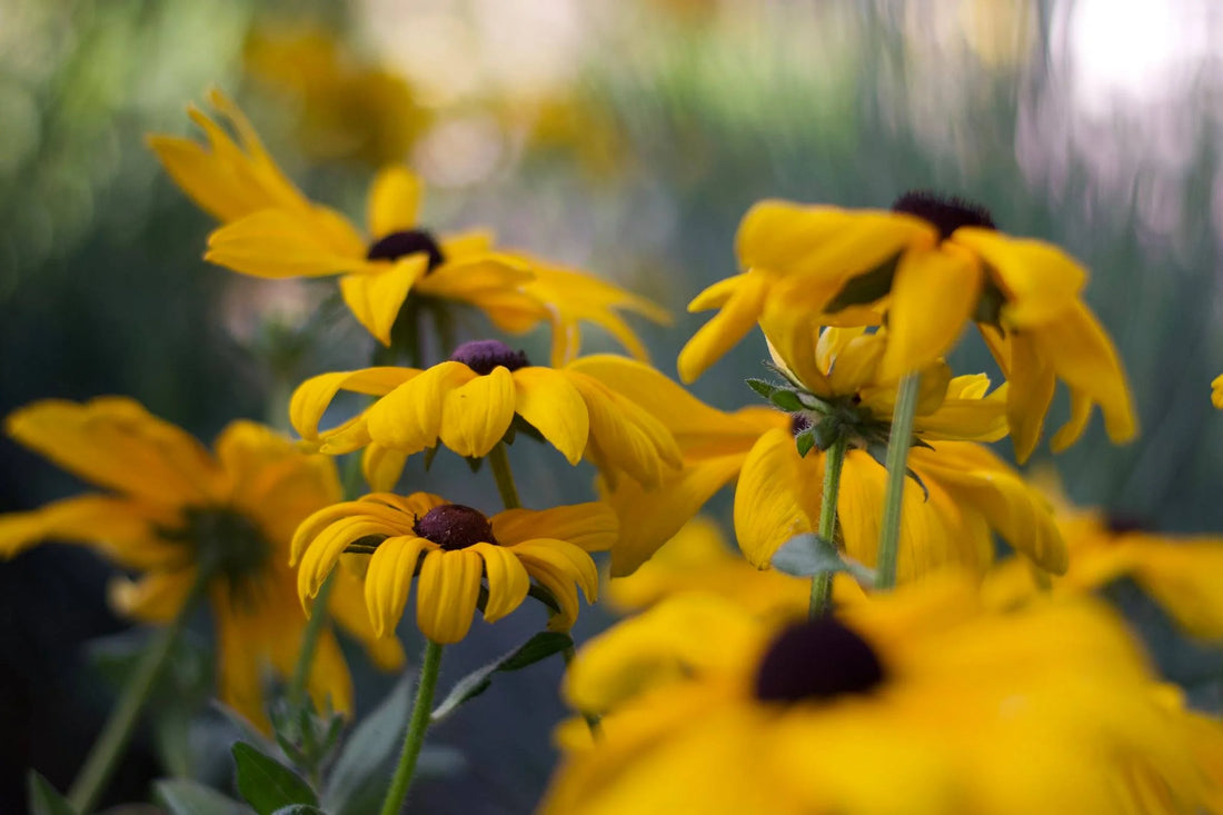 Photography from the Learn Photography Company Mastery collection