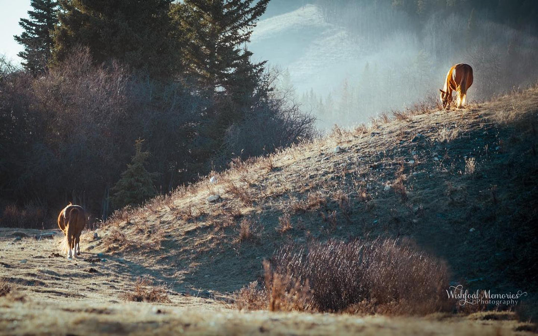 Sunlight and mist on a hillside with grazing horses, photographed by Catharina Clarke