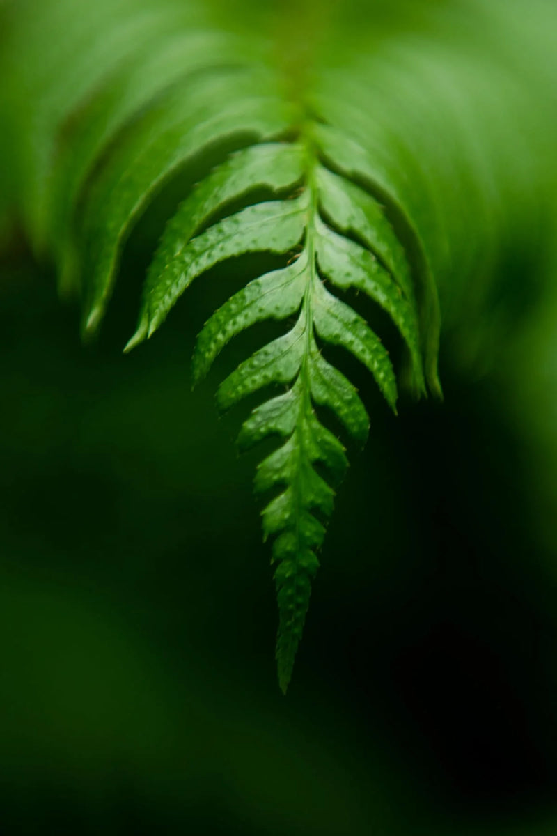 Image by Judy Rissling