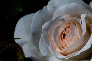 A pale rose in soft light, photographed by Judy Rissling