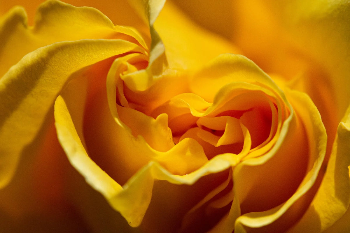 Golden rose photographed by Photography In Focus student Judy Rissling
