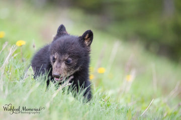 A black bear cub among meadow flowers, photographed by Catharina Clarke