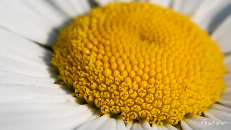 Close-up of a daisy with a golden centre